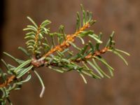 Abies concolor Hällevik, Simrishamn, Skåne, Sweden 20181124_0012