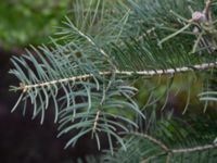 Abies concolor Sockenvägen 45, Maglehem, Kristianstad, Skåne, Sweden 20190501_0138