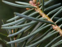 Abies concolor Sockenvägen 45, Maglehem, Kristianstad, Skåne, Sweden 20190501_0142