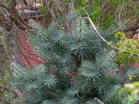 Abies concolor Sockenvägen 45, Maglehem, Kristianstad, Skåne, Sweden 20190501_0147