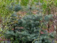 Abies concolor Sockenvägen 45, Maglehem, Kristianstad, Skåne, Sweden 20190501_0148