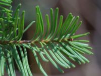 Abies grandis Stubbarp, Höganäs, Skåne, Sweden 20170411_0021