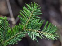 Abies grandis Stubbarp, Höganäs, Skåne, Sweden 20170411_0026