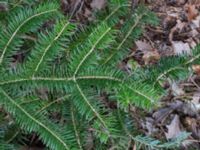 Abies homolepis Boalt, Värsjö, Hässleholm, Skåne, Sweden 20170411_0050