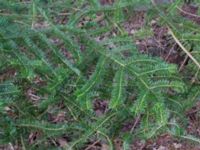 Abies homolepis Boalt, Värsjö, Hässleholm, Skåne, Sweden 20170411_0055