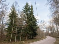 Abies homolepis Boalt, Värsjö, Hässleholm, Skåne, Sweden 20170411_IMG_0704