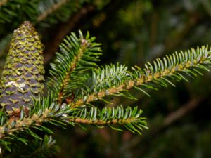 Abies koreana - Korean Fir - Koreagran