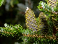 Abies koreana Tunisborg f.d. plantskola, Lund, Skåne, Sweden 20220917_0036