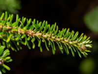 Abies koreana Tunisborg f.d. plantskola, Lund, Skåne, Sweden 20220917_0038