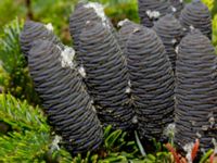 Abies koreana Vitsippsdalen, Göteborg, Västergötland, Sweden 20190716_0395