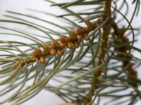 Abies lowiana Solgården, Käglinge, Malmö, Skåne, Sweden 20161229_0029