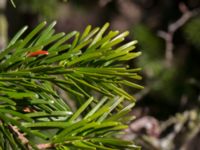 Abies nordmanniana Pinnekulla, Borgholm, Öland, Sweden 20160409_0273