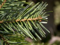 Abies nordmanniana Pinnekulla, Borgholm, Öland, Sweden 20160409_0275