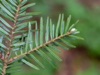 Abies nordmanniana ssp. nordmanniana Ludvigsborg, Hörby, Skåne, Sweden 20190501_0188