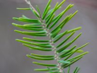 Abies nordmanniana subsp. equi-trojani - Silver Fir - Silvergran