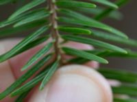 Abies nordmanniana subsp. equi-trojani Terekudden, Bunkeflo strandängar, Malmö, Skåne, Sweden 20161229_0008