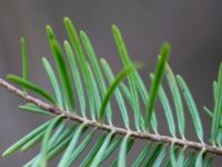 Abies nordmanniana subsp. equi-trojani Terekudden, Bunkeflo strandängar, Malmö, Skåne, Sweden 20161229_0012