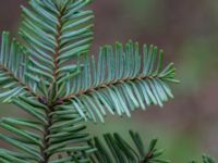 Abies procera Arkelstorpsvägen 134, Kristianstad, Skåne, Sweden 20190501_0158