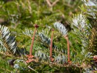 Abies veitchii 900 m SW Västanå, Bromölla, Skåne, Sweden 20180408_0138