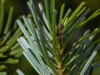 Abies veitchii 900 m SW Västanå, Bromölla, Skåne, Sweden 20180408_0144