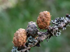 Larix gmelinii - Dahurian Larch - Dahurlärk