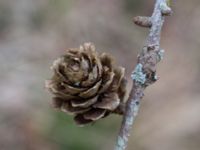 Larix kaempferi Enerum, Borgholm, Öland, Sweden 20160409_0024