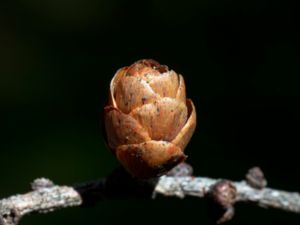 Larix laricina - Tamarack Larch - Kanadalärk