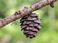 Larix sibirica Skäftekärr, Böda, Borgholm, Öland, Sweden 20160409_0008