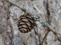 Larix sibirica Skäftekärr, Böda, Borgholm, Öland, Sweden 20160409_0010