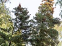 Picea abies ssp. obovata Järavallen, Kävlinge, Skåne, Sweden 20190927_0050
