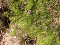 Picea engelmannii Boarp, Össjö, Ängelholm, Skåne, Sweden 20170411_0034