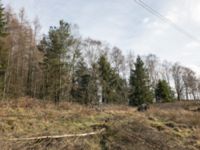 Picea engelmannii Boarp, Össjö, Ängelholm, Skåne, Sweden 20170411_IMG_0700