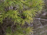 Picea glauca 'Conica' Scoutstugan, Bunkeflo strandängar, Malmö, Skåne, Sweden 20170413_0086