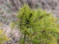 Picea glauca 'Conica' Scoutstugan, Bunkeflo strandängar, Malmö, Skåne, Sweden 20170413_0088