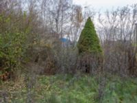 Picea glauca 'Conica' Sege by, Burlöv, Skåne, Sweden 20181118_0028