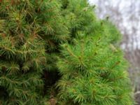 Picea glauca 'Conica' Sege by, Burlöv, Skåne, Sweden 20181118_0029
