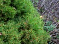 Picea glauca 'Conica' Sege by, Burlöv, Skåne, Sweden 20181118_0030