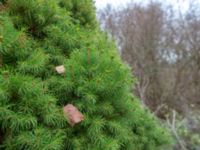 Picea glauca 'Conica' Sege by, Burlöv, Skåne, Sweden 20181118_0032