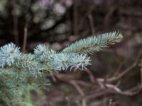 Picea glauca Husie mosse, Malmö, Skåne, Sweden 20150315_0007