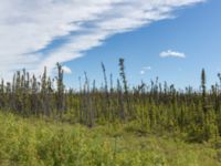 Picea mariana Glenn Highway, Alaska, USA 20140628_0365