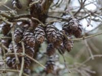 Picea mariana Hörbytippen, Hörby, Skåne, Sweden 20170305_0039