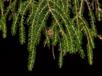 Picea orientalis Hällevik, Simrishamn, Skåne, Sweden 20181124_0020