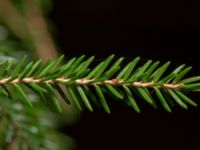 Picea orientalis Hällevik, Simrishamn, Skåne, Sweden 20181124_0021