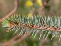 Picea pungens Bäckaforsvägen, Klagshamn, Malmö, Skåne, Sweden 20180908_0041