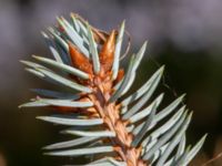 Picea pungens Bäckaforsvägen, Klagshamn, Malmö, Skåne, Sweden 20180908_0046