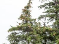 Picea sitchensis Bakdjupet, Skanör, Falsterbonäset, Vellinge, Skåne, Sweden 20151024_0084
