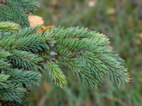 Picea x lutzii Järavallen, Kävlinge, Skåne, Sweden 20190927_0058