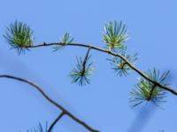 Pinus banksiana Hällevik, Stenshuvud, Simrishamn, Skåne, Sweden 20200329_0016