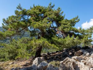 Pinus brutia - Turkish Pine - Turkisk tall