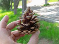 Pinus brutia Ilia State University, Dedoplistskaro, Kakheti, Georgia 20180428_3115